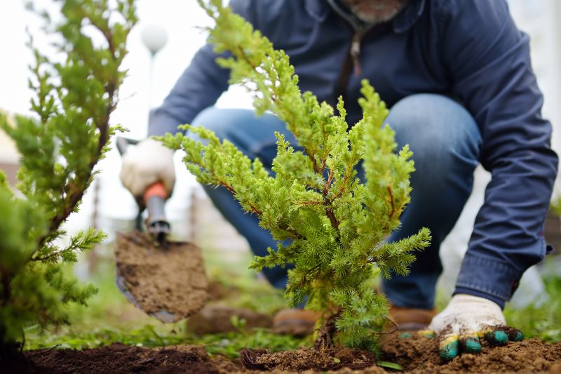 Shrubbery Planting