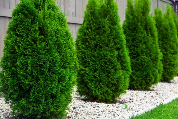 Arborvitae Planting in Cherry Hill