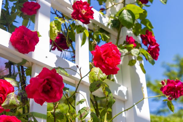 Home Gardening Service in Cherry Hill