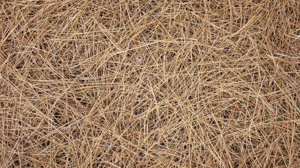 Pine Needles Delivery in Cherry Hill