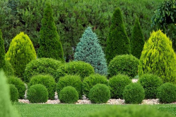 Shrub Installation in Cherry Hill