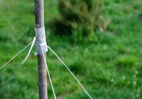 Tree Staking Service in Cherry Hill