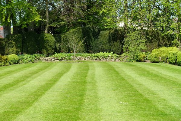 Lawn Renovation in Cherry Hill