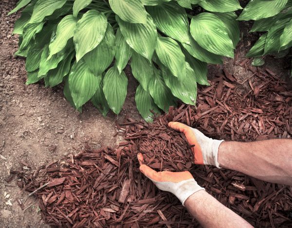 Shredded Mulch Service in Cherry Hill