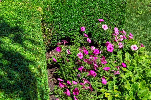 Softscaping Service in Cherry Hill