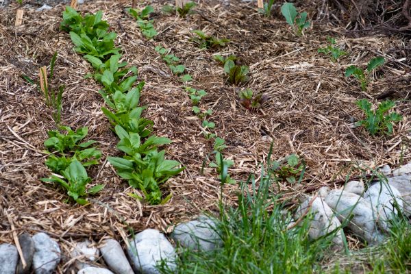 Mulch Service in Cherry Hill