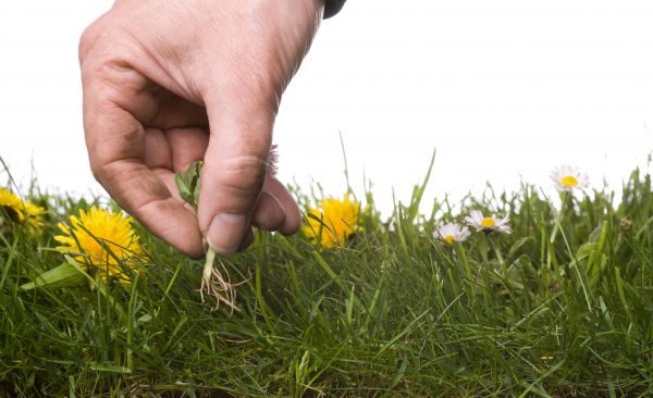 Lawn Weeding in Cherry Hill