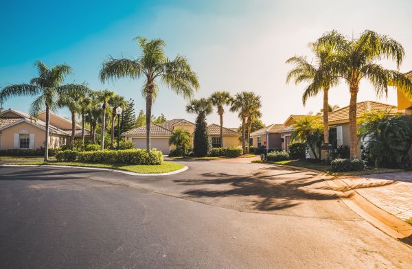 Palm Tree Landscaping in Cherry Hill