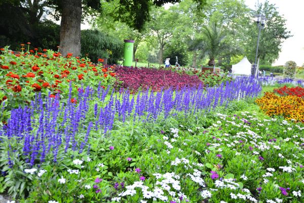 Perennials Planting in Cherry Hill