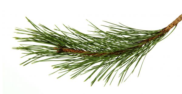 Pine Needles Installation in Cherry Hill