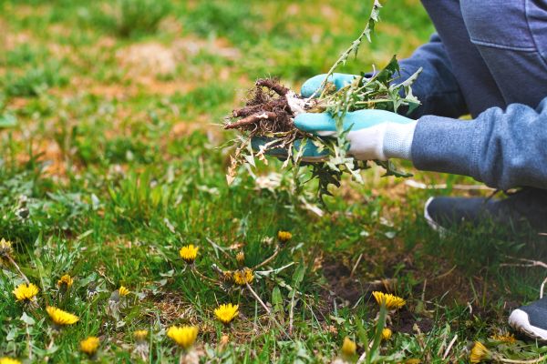 Flower Bed Clearing in Cherry Hill