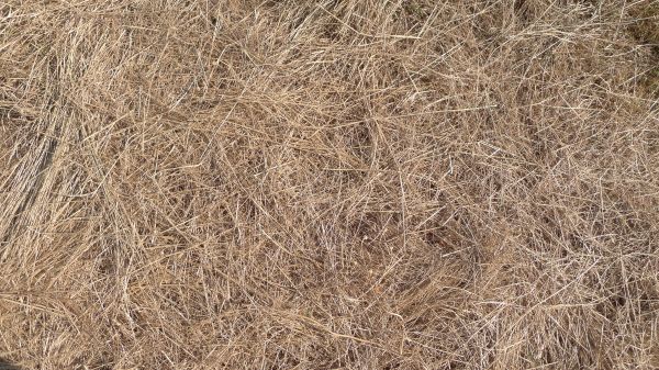 Pine Straw Replacement in Cherry Hill