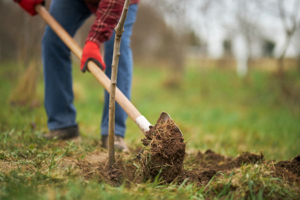 Trees Planting in Cherry Hill