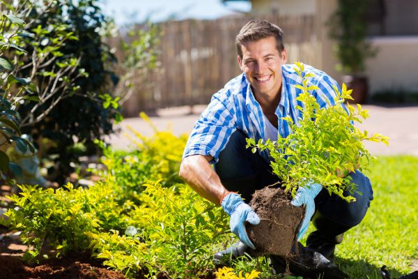 Shrub Landscaping in Cherry Hill