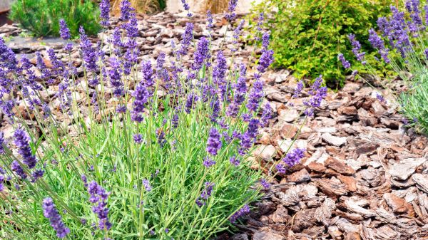 Pine Bark Landscaping in Cherry Hill