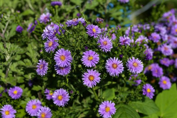 Perennial Flower Planting in Cherry Hill