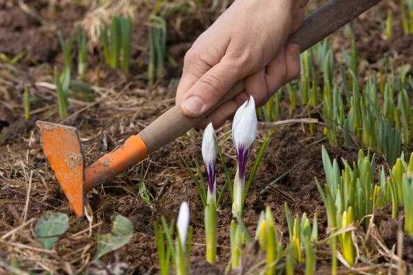 Flower Garden Weeding in Cherry Hill