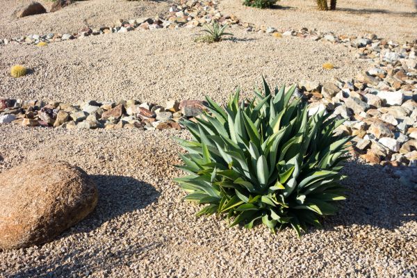 Xeriscaping Service in Cherry Hill