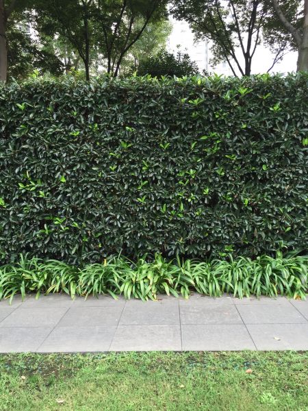 Privacy Shrub Planting in Cherry Hill
