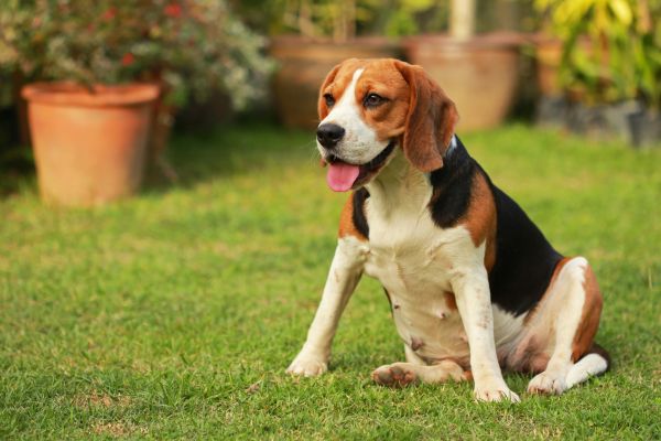 Dog Friendly Landscaping in Cherry Hill