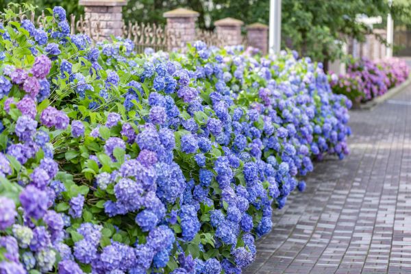Hydrangea Landscaping in Cherry Hill