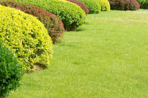 Shrubbery Planting in Cherry Hill