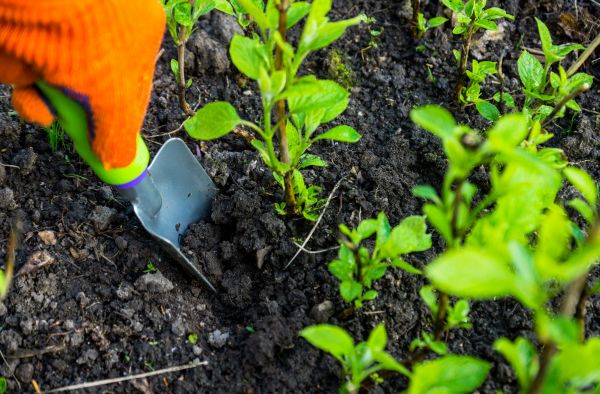 Hydrangea Planting in Cherry Hill