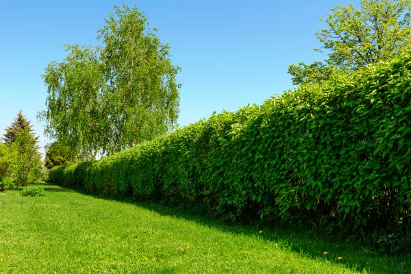 Hedge Replacement in Cherry Hill