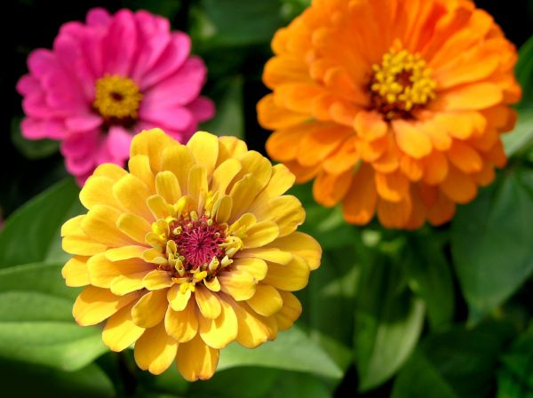Zinnia Planting in Cherry Hill