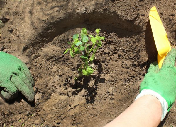 Rose Bush Planting in Cherry Hill