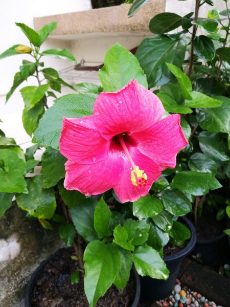 Hibiscus Planting in Cherry Hill
