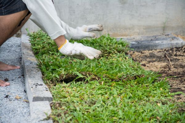 Ground Cover Planting in Cherry Hill