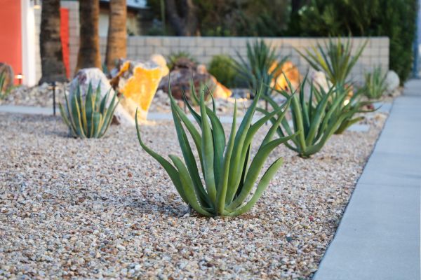 Drought Resistant Landscaping in Cherry Hill