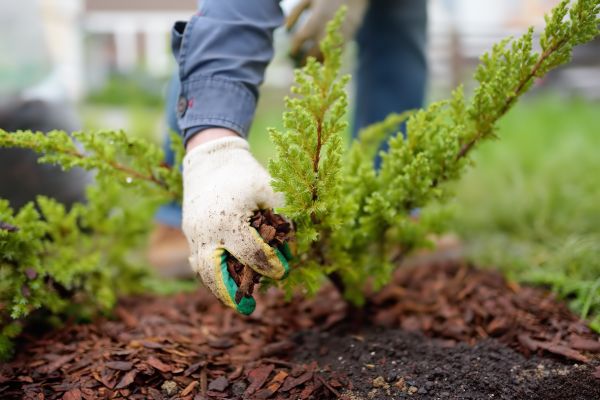 Church Mulching in Cherry Hill