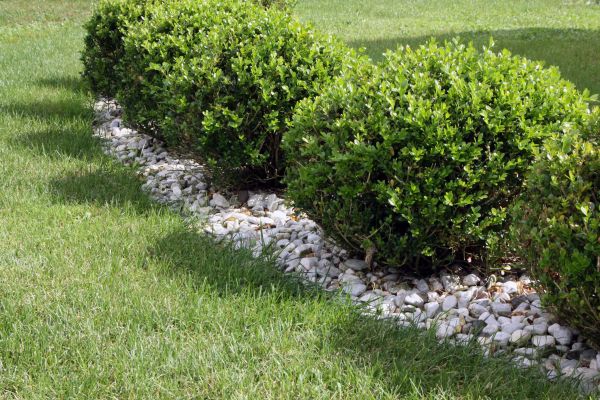 Boxwood Planting in Cherry Hill